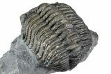Curled Phacopid (Drotops) Trilobite - Mrakib, Morocco #357347-4